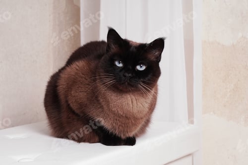 Preview: purebred siamese or thai cat