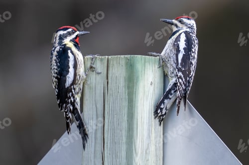 Preview: Couple of two yellow-bellied sapsuckers perched on wooden post