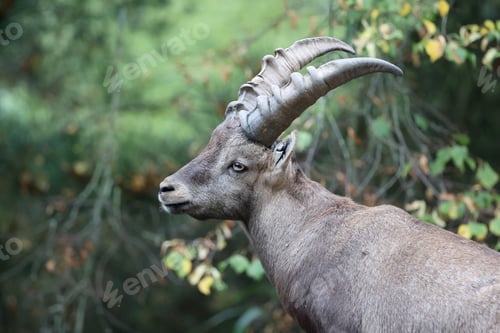 Preview: Alpine ibex (Capra ibex) close up on blurred green background