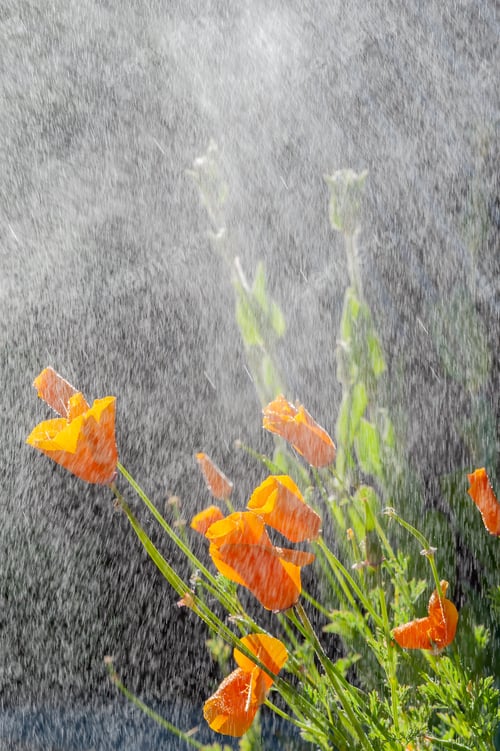 Preview: California poppy flowers during drizzle rain on sunny day.