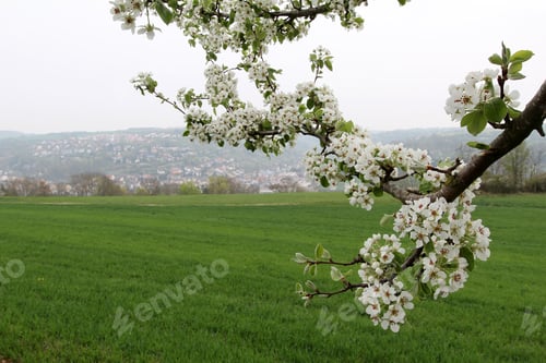Preview: Closeup of a blooming Callery pear tree in a garden under a cloudy sky at daytime