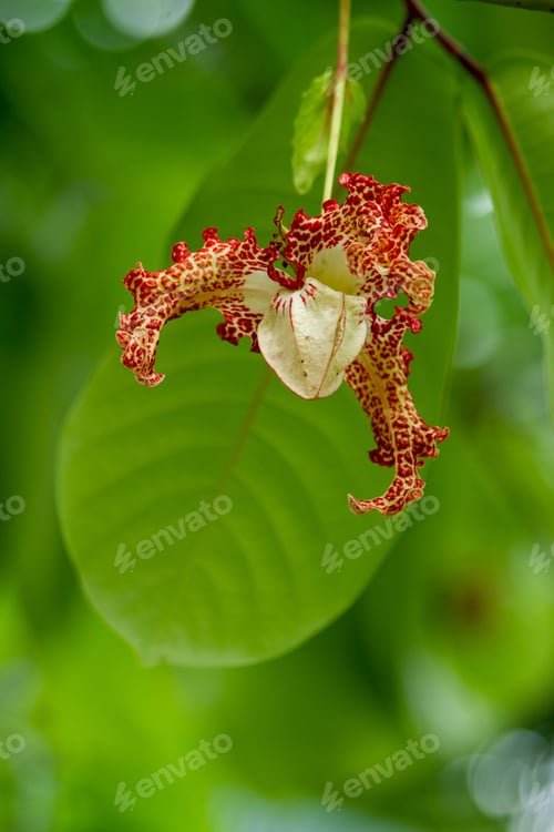Preview: Vertical shot of a Monodora myristica flower