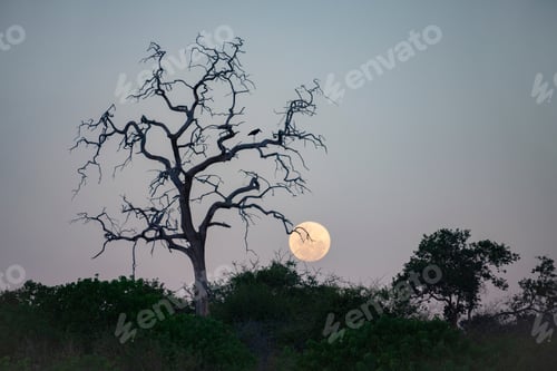 Preview: Chobe National Park at Dusk - Botswana