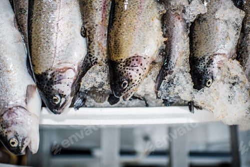 Preview: Fresh caught fish for sale on a fish market stall.