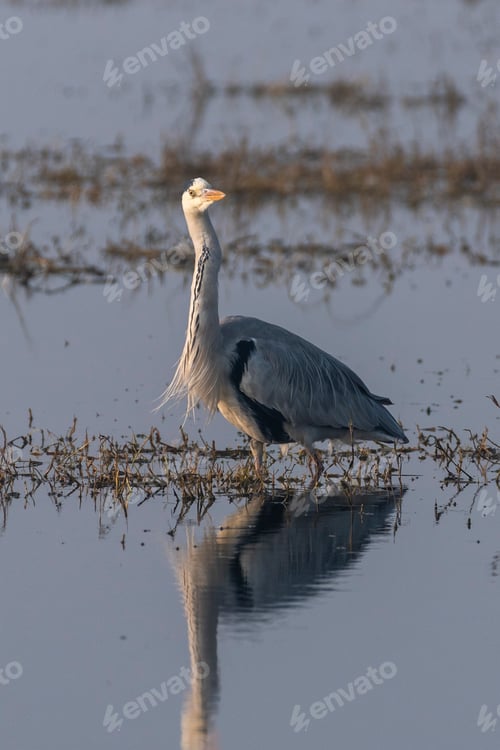 Preview: Bar headed goose bird