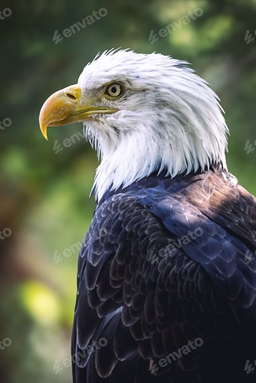 Preview: Close-up portrait of a majestic bald eagle with a blurred green background