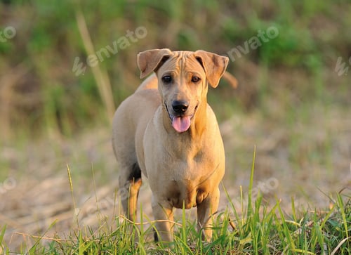 Preview: Thai Ridgeback Dog