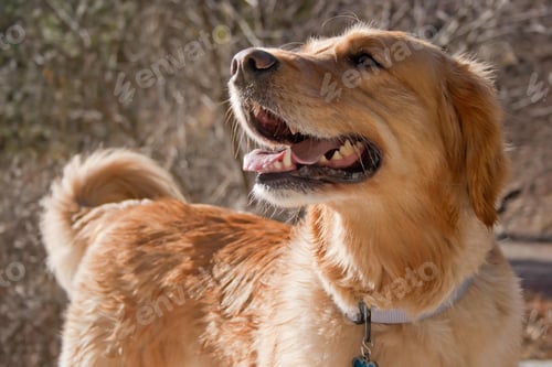 Preview: golden retriever, dog, pet, retriever