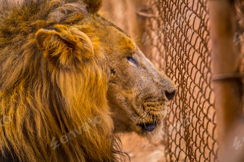 Preview: A thoughtful lion looking in the cage at the Nairobi orphanage. Kenya
