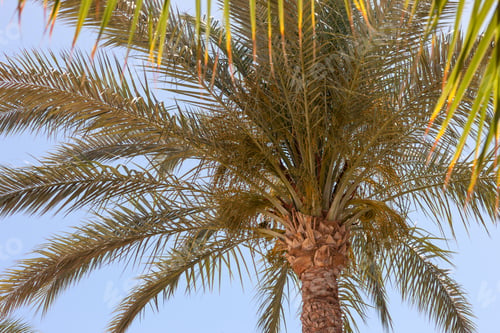 Preview: Palm Tree In Egypt Against Blue Sky