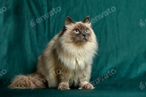 Preview: Siamese Longhair cat sitsagainst a green background