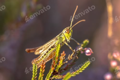 Preview: Meadow Grasshopper on heather