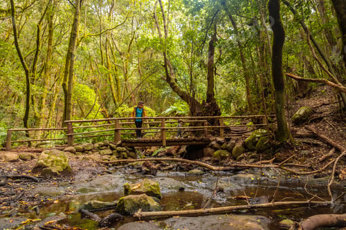 Preview: Beautiful wooden bridge on the river next to Arroyo del Cedro in the evergreen forest of Garajonay