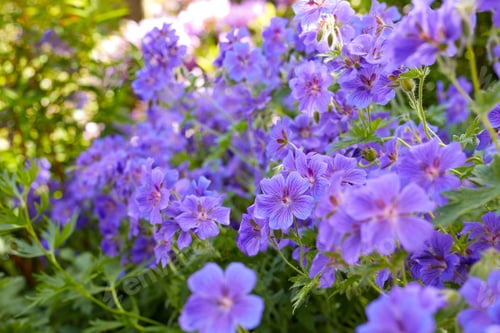 Preview: Summer garden