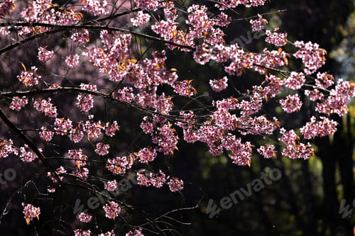 Visualização: Vista aproximada da cereja selvagem do Himalaia (Prunus cerasoides) ou da flor de sakura tailandesa