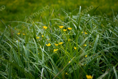 Preview: Field of yellow flowers and grass