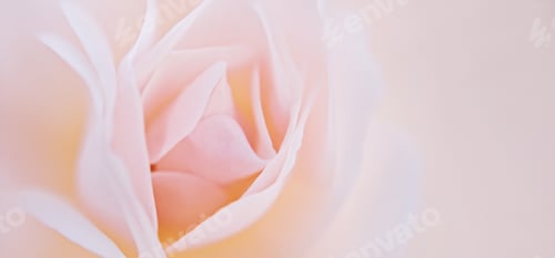 Preview: Blurred fragile soft beige rose petals on blurred background, with soft blur effect