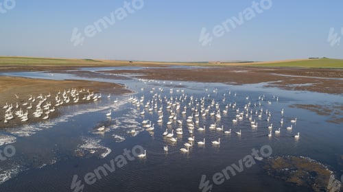 Preview: white swans in Danube Delta, Romania