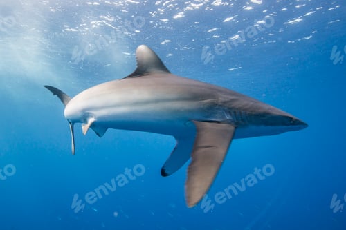 Preview: Silky shark (Carcharhinus falciformis) displays stressed behaviour: arched body and pectoral fins