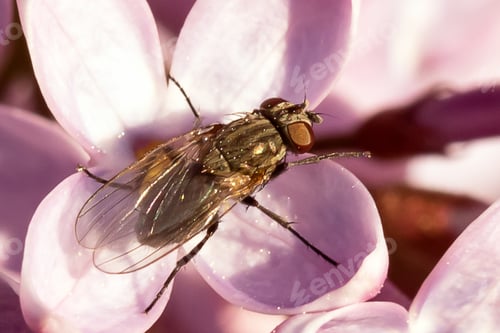 Preview: A fly is sitting on a flower.