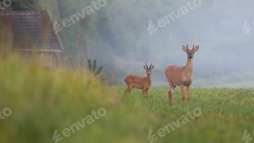Preview: Roe deer buck and white-tailed deer stag standing on field with green grass