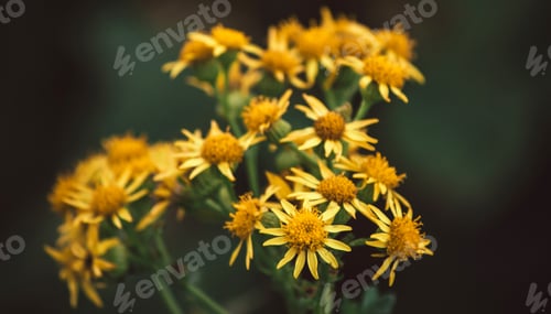 Preview: Yellow flowers on a beautiful blurry, dark green background. Daisies