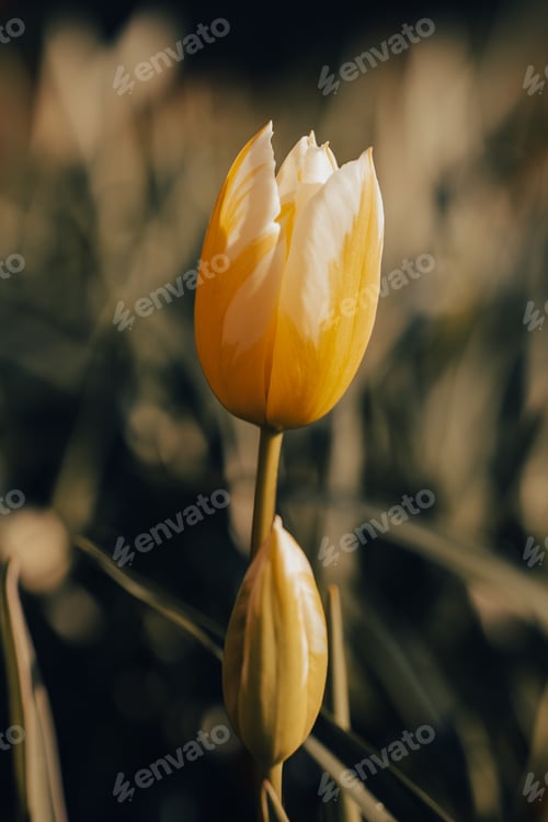 Preview: Yellow Tulip Flower