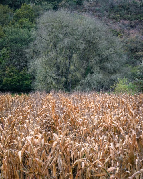 Preview: Leafless tree in late autumn behind a dry corn field