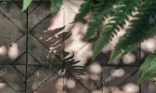Preview: A fern shadow on a cracked asphalt path. Textured background for design, space for text. A sunny sum