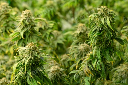 Preview: Blooming cannabis ready to be used for extraction into various products medical
