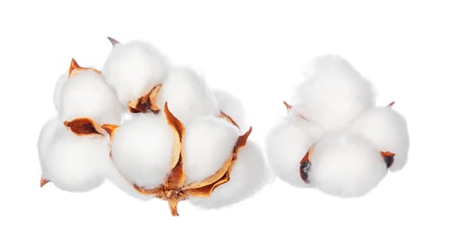 Preview: Cotton flowers on white background