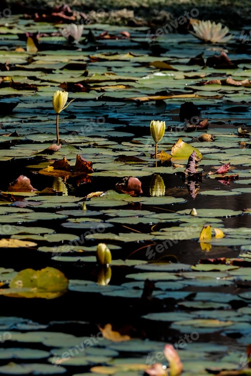 Preview: there is waterlilies floating on the surface of a lake