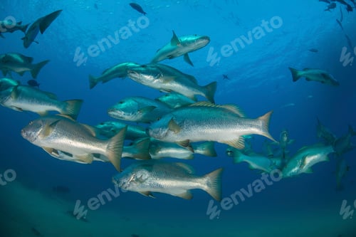 Preview: Snapper in ocean, Punta Baja, Baja California, Mexico