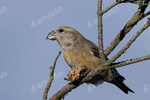 Preview: parrot crossbill (Loxia pytyopsittacus)