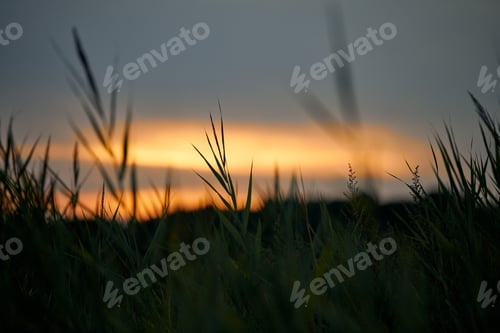 Preview: Evening sunset through thick grass on meadow, beautiful orange sky landscape, twilight background