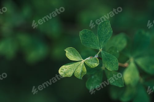 Preview: Background of leaves in the form of a drop on the branches