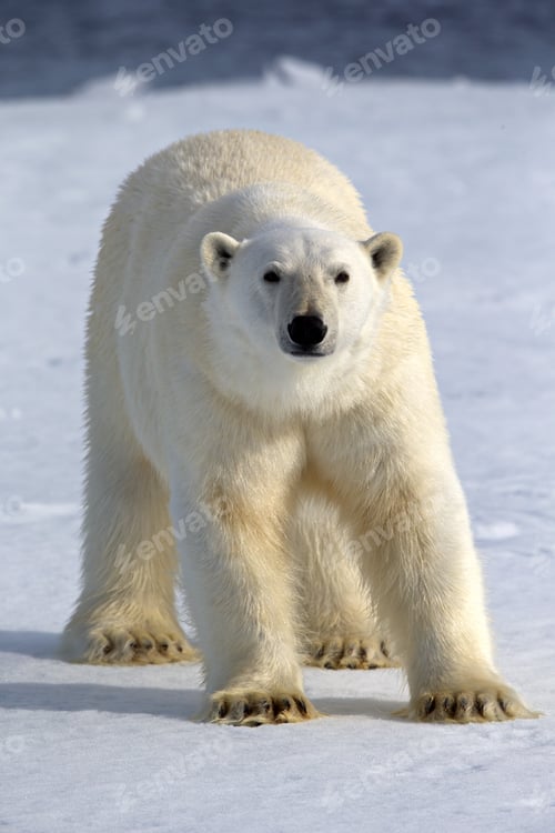 Preview: Vertical shot of a white polar bear in the snowy habitat on a cold winter day in Svalbard