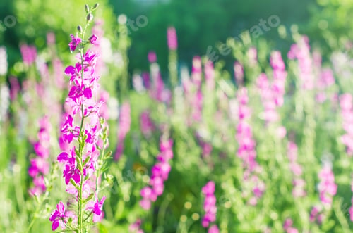 Vorschau: Schöne blühende Heideblumen auf einer Wiese an einem Sommertag bei Tageslicht.
