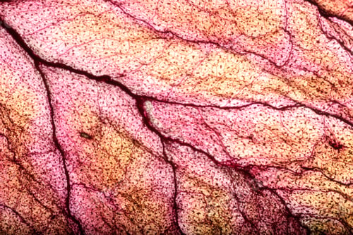 Preview: Dry Leaf Texture Abstract Background
