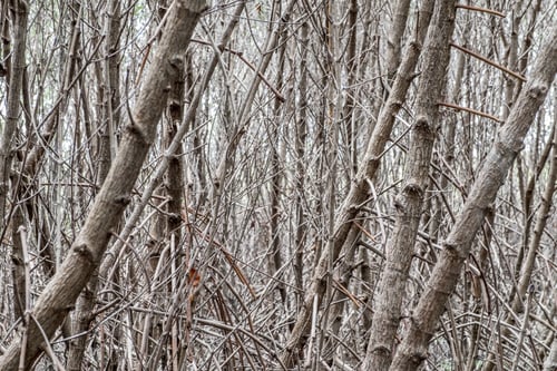 Preview: Close up tree branch Mangrove forest in dark tone color,Nature texture background