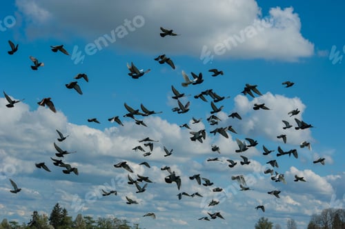 Preview: A flock of pigeons flies against a sky clouds
