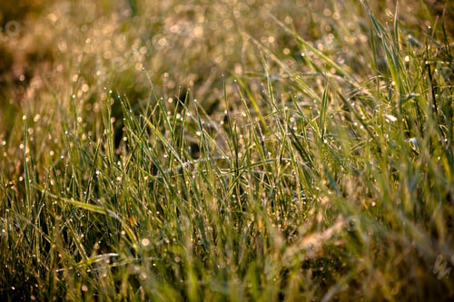 Preview: Green Grass with Raindrops