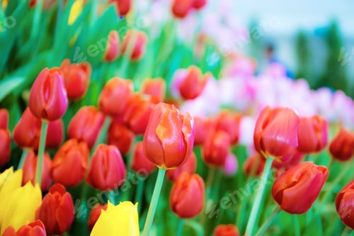 Preview: Red of tulip in winter