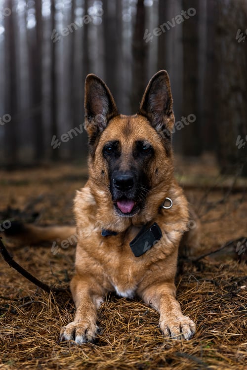 Preview: Senior Dog German Shepherd Portrait in Forest