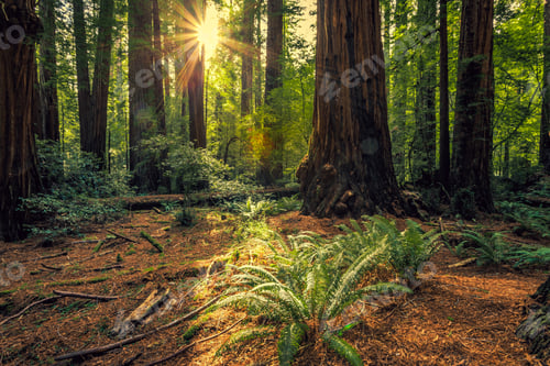 Preview: Sunrise In The The Redwoods At Redwoods National And State Parks California
