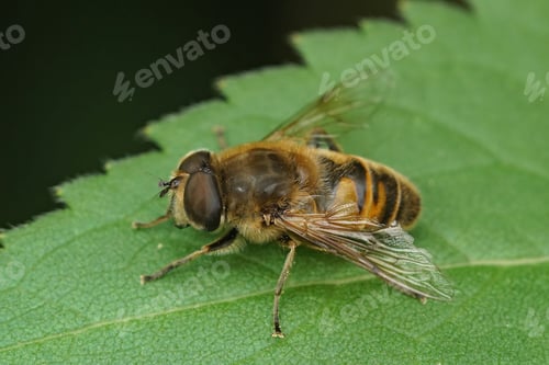 Preview: Closeup on a Common drone fly, Eristalis tenax in the garden