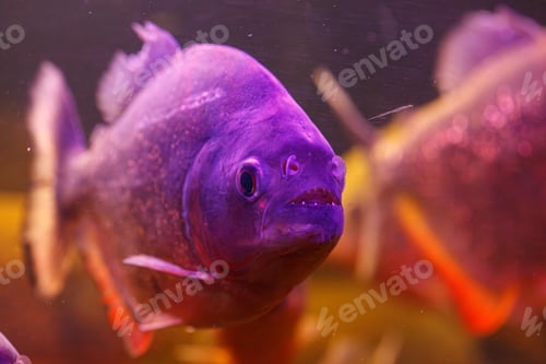 Preview: underwater photography of fish Pygocentrus nattereri