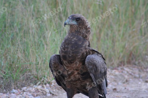 Preview: a large bird is standing on the ground near a bush