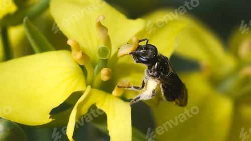 Preview: A dark metallic Lasioglossum Sweat Bee pollinating a yellow collard green flower. Long Island, NY