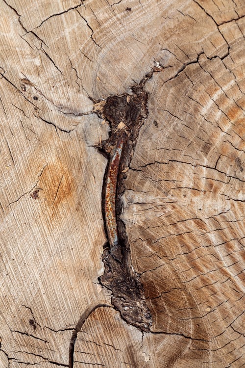 Preview: Texture of cut old tree stump with annual rings and metal inside. Wooden texture